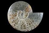 Polished Ammonite (Cleoniceras) Fossil - Madagascar #166392-1